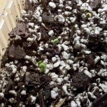 Adenium, plantando semillas. Día 4, emergencia