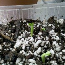 Adenium, plantando semillas. Día 7, cotiledones abiertos