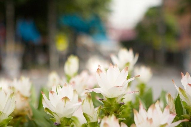 Las flores de cúrcuma también se llaman tulipán siamés.
