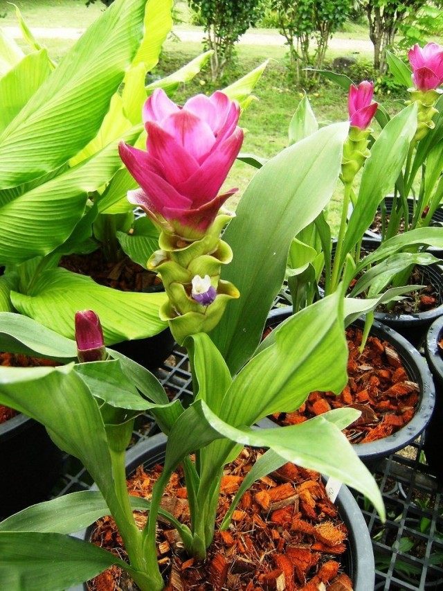 Cúrcuma común o tulipán siamés