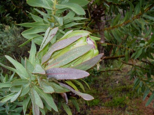 Protea de cabeza grande (Protea coronata)