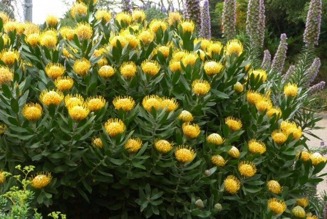 Arbusto de protea