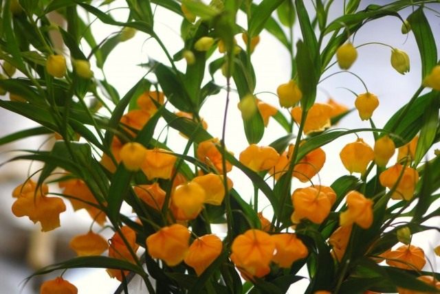 Sandersonia naranja (Sandersonia aurantiac)