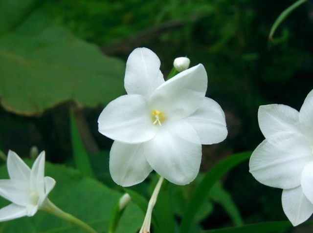Gladiolo blanco (Gladiolus candidus), sinónimo de Acidanthera blanco (Acidanthera Candida)
