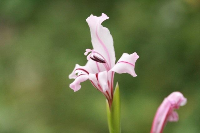 Gladiolo de floración abundante (Gladiolus floribundus), sinónimo de Acidanthera graminifolia