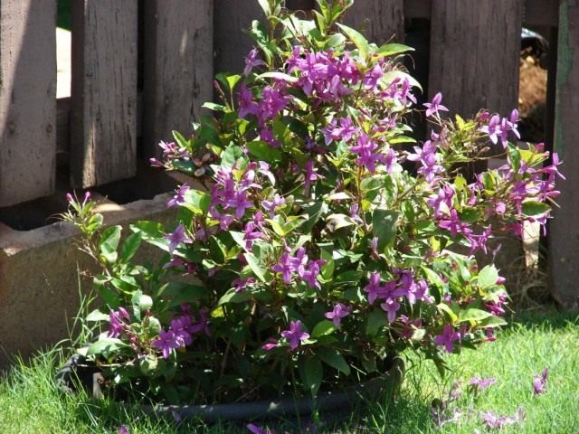 Pseudoerantemum plantado en el jardín para el verano.
