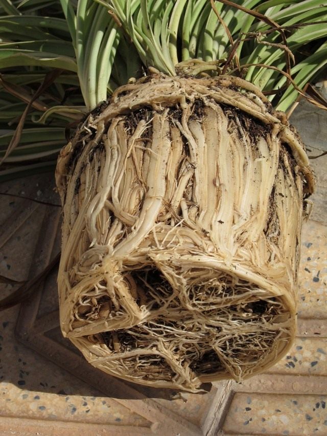 Sistema de raíces de plantas de interior que llenó toda la maceta