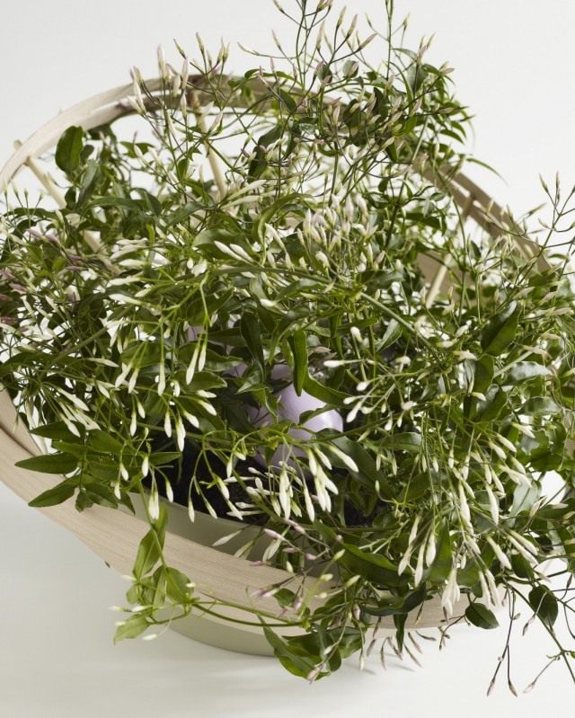 Jazmín multifloroso (Jasminum polyanthum)