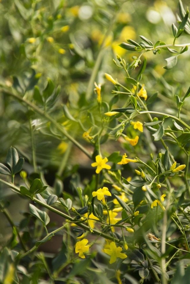 Jazmín floreciente (Jasminum floridum)