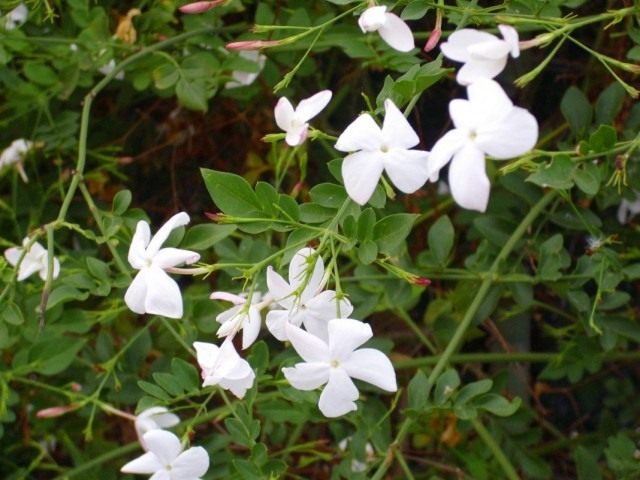 Hoa nhài trắng (Jasminum officinale)
