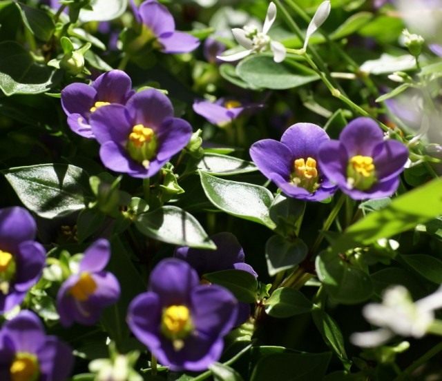 Relacionado con Exacum, o violeta persa (Exacum affine)