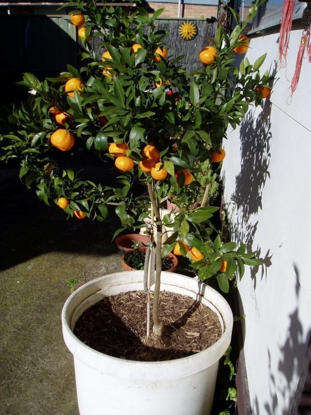 Árbol de mandarina (Citrus reticulata)