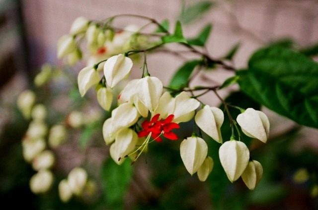 Clerodendrum de Clepson (Clerodendrum thomsoniae)