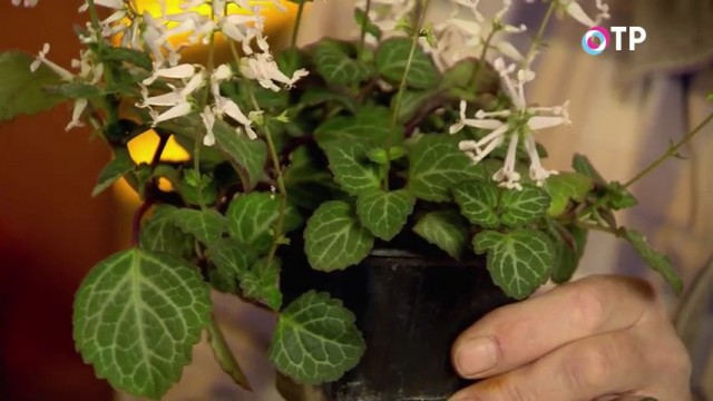 Plectrantus plante i en plantebeholder