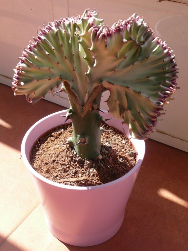 Leche Euphorbia cristata (Euphorbia lactea f. Cristata)