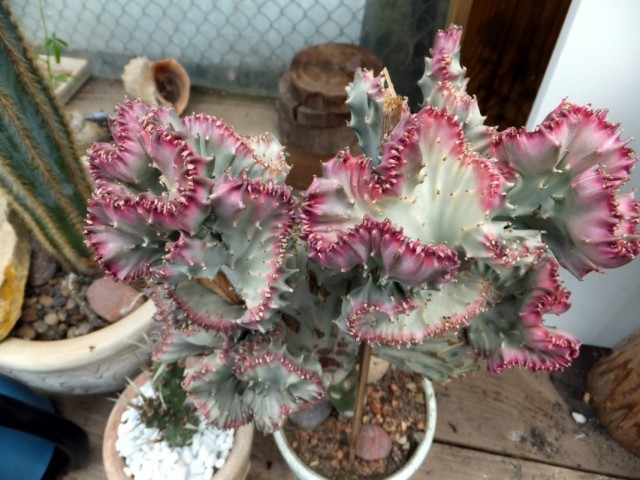 Leche Euphorbia cristata (Euphorbia lactea f. Cristata)