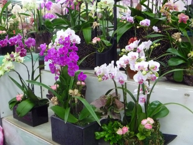 Elegir orquídeas en la tienda.