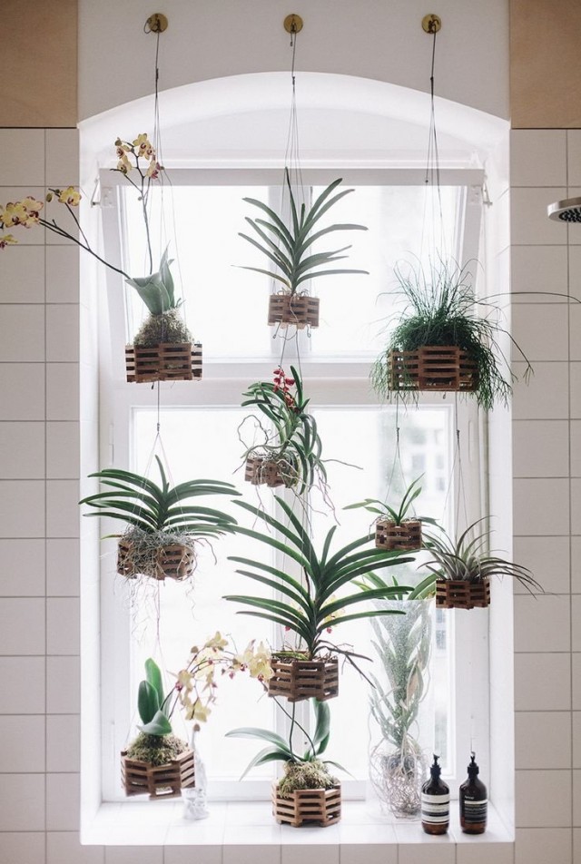 Plantas de interior en cestas colgantes junto a la ventana.