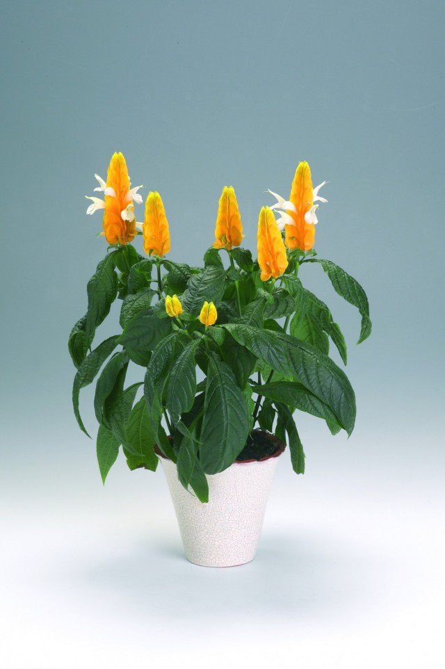Pachystachis amarillo (Pachystachys lutea)
