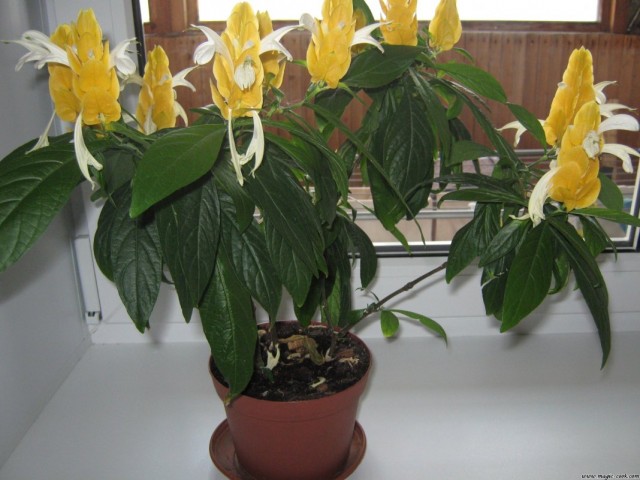 Keltainen pachystachis (Pachystachys lutea)
