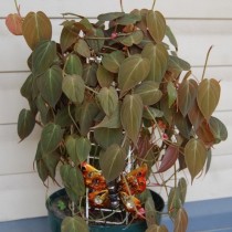 Philodendron trepando, o Philodendron aferrado (Philodendron hederaceum var.hederaceum)