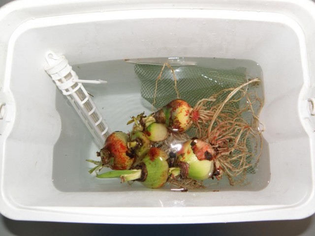 Tratamiento de bulbos de ácaros de la raíz.