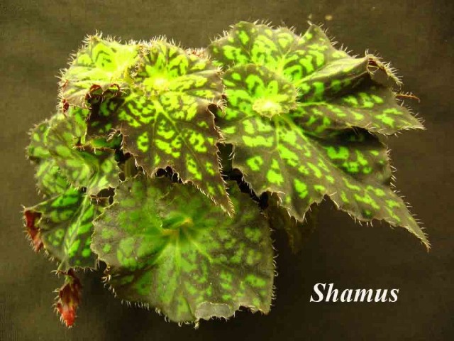 Begonia moldeada decorativa 'Shamus'