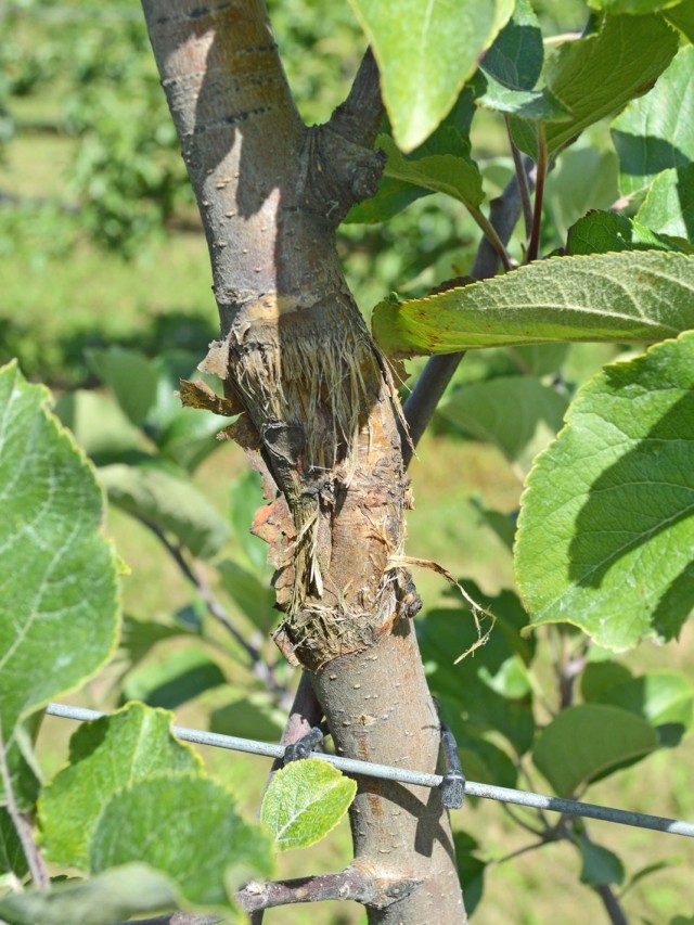 Antracnosis en la rama de un manzano