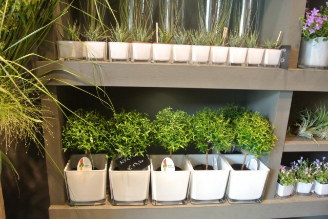 Ράφια με φυτά εσωτερικού χώρου σε ανθοπωλείο