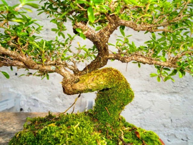 Serissa bonsai ya Kijapani