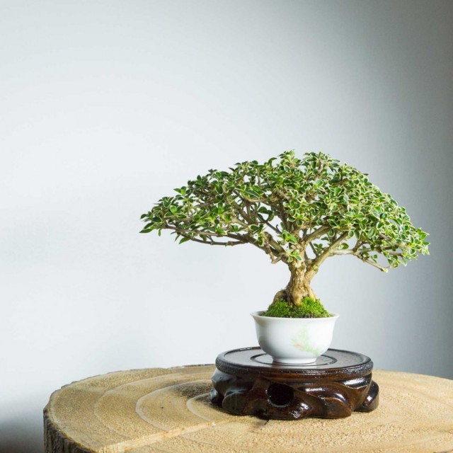 Serissa bonsai ya Kijapani