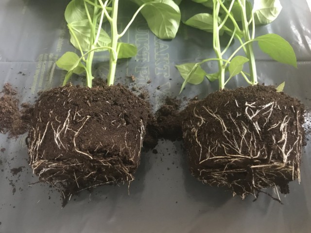 El grado de desarrollo del sistema radicular del pimiento dulce. Se deja sin estimulantes de enraizamiento. A la derecha, al tratar plantas con estimulantes de raíces.