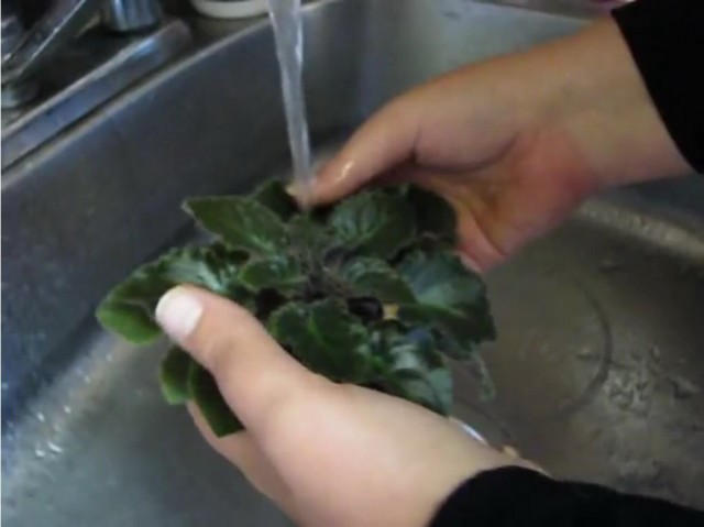 Cara mencuci daun saintpaulia (uzambara violet)