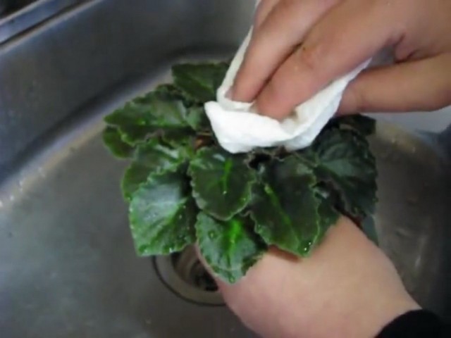 Torka uzambaraviolen (saintpaulia) efter att ha tvättat bladen