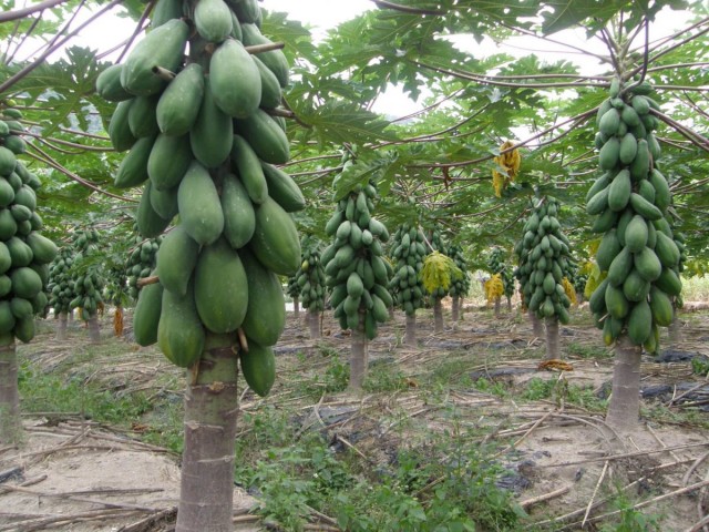 Cultivo de papaya o melón en una plantación (Carica papaya)