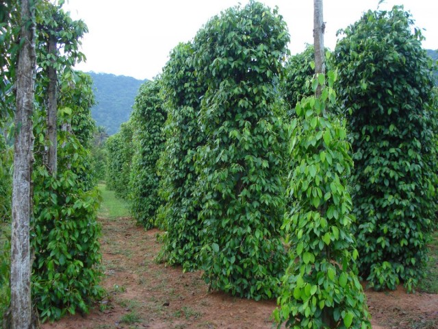Plantación de pimienta negra (Piper nigrum)