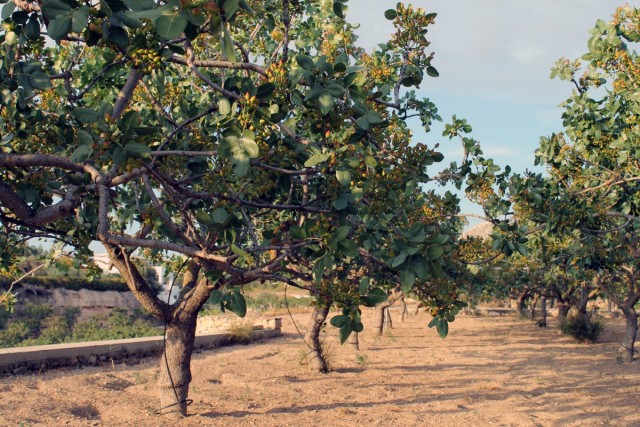 Plantación de pistacho real o árbol de pistacho (Pistacia vera)
