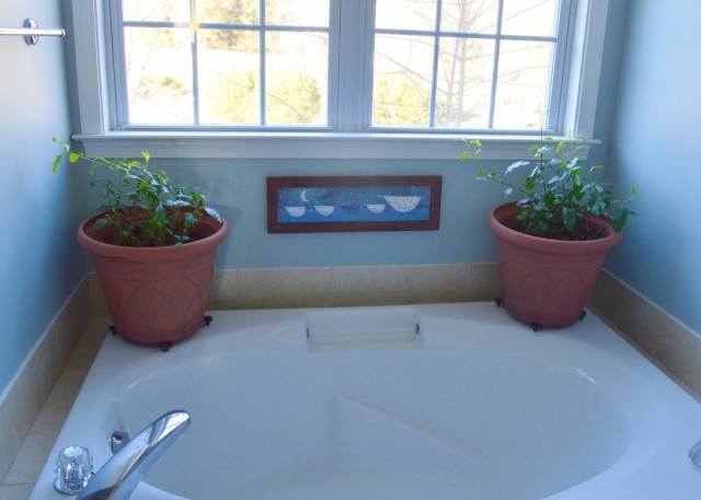 Grisen kan växa i badrummet, men bara på fönsterbrädan.