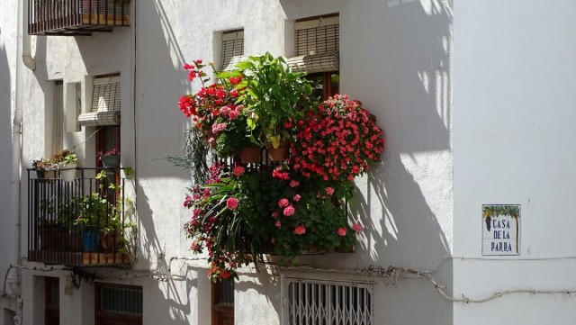 Växter i en vertikal balkongträdgård bör komplettera och betona varandras skönhet.