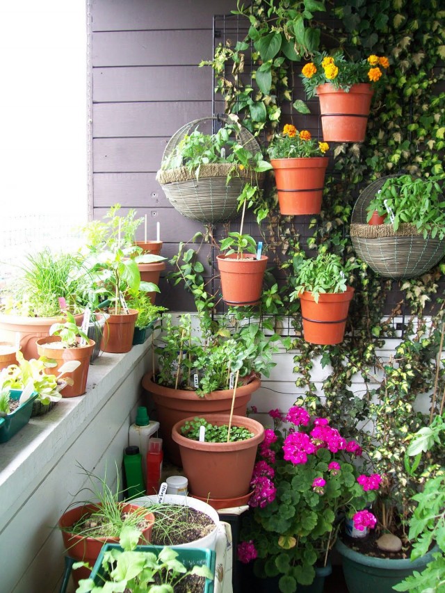 Murgröna, som en lian, är bra för skuggiga balkonger.