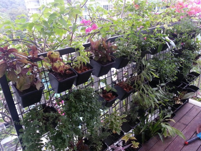 Para jardinería vertical en macetas, asegúrese de seleccionar contenedores livianos de tamaño mediano