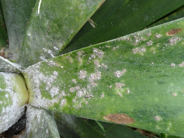 Hojas de agave afectadas por cochinilla