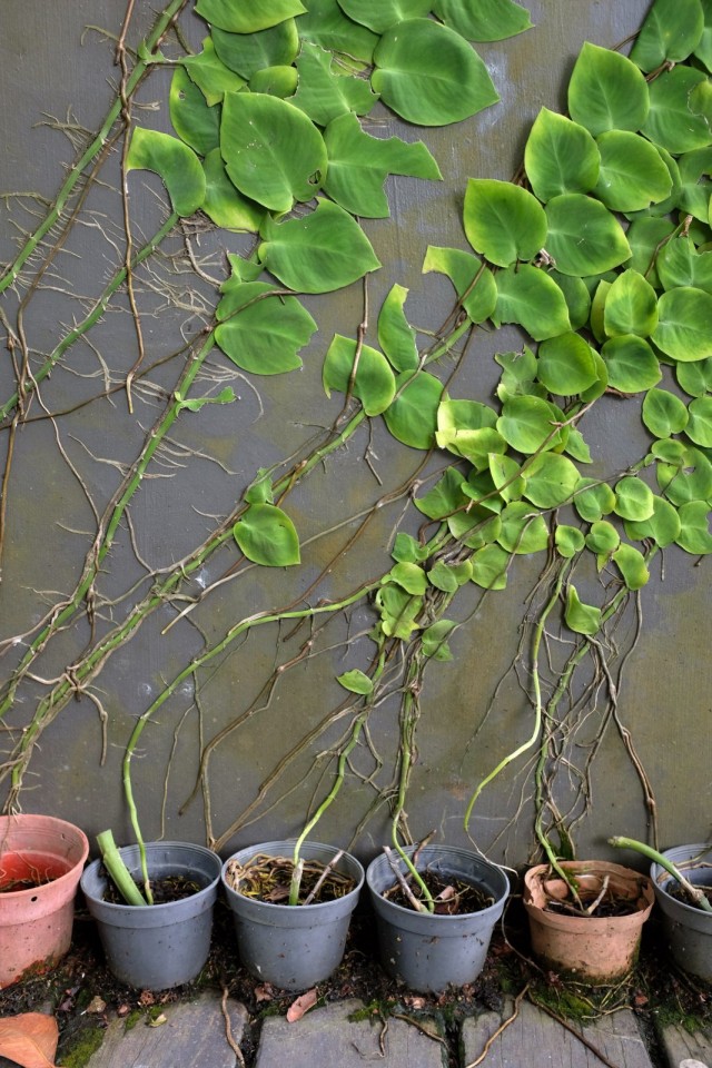 Rafidofora en condiciones de habitación se reproduce solo vegetativamente.