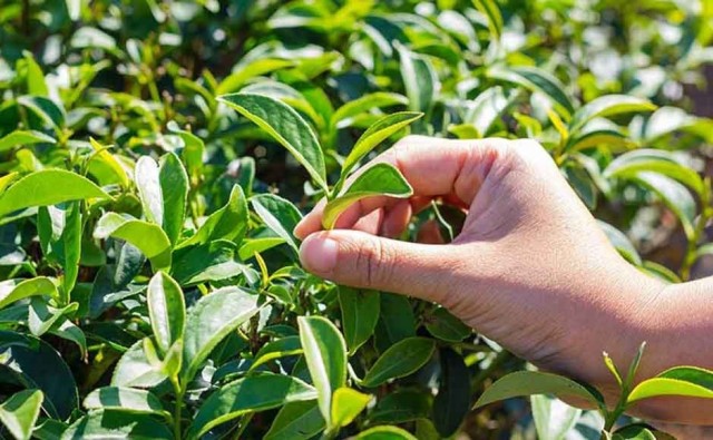 La cosecha de té consiste en quitar o arrancar la parte superior de los brotes de cinco hojas.