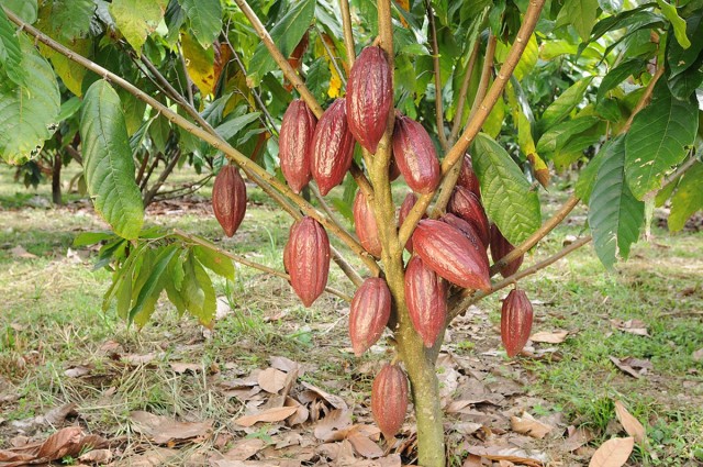 El desagradable aroma del cacao es una especie de compensación para frutas mucho más apetecibles.