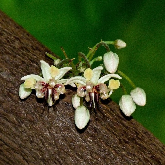 Árbol de chocolate en flor
