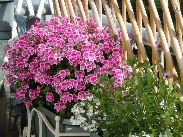 Las flores de pelargonium rara vez florecen una a la vez, florece magníficamente y durante mucho tiempo.