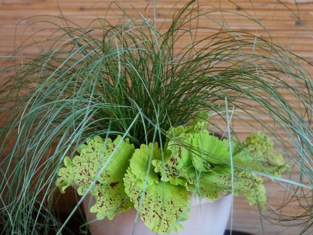 Juncia Vylate (Carex koman)