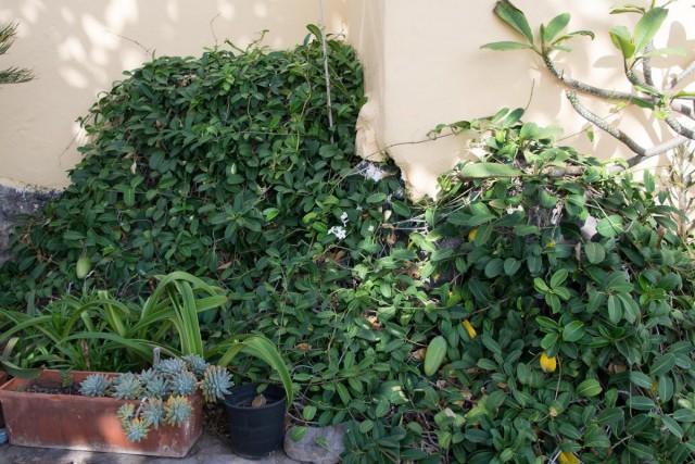 Incluso sin flores, la liana stephanotis es muy decorativa.