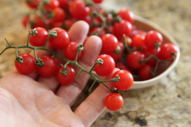 La forma de tomate en miniatura es un regreso a las raíces olvidadas